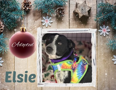 Canine, Dog, Pet. Text: Adopted Elsie