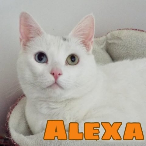 Cat, Pet, Angora. Text: ALEXA