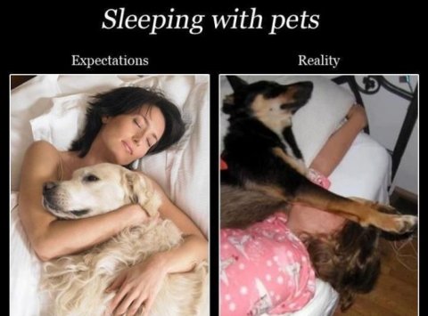 Person, Sleeping, Woman. Text: Sleeping with pets Expectations Reality