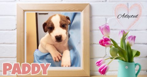Greeting Card, Mail, Dog. Text: Adopted PADDY