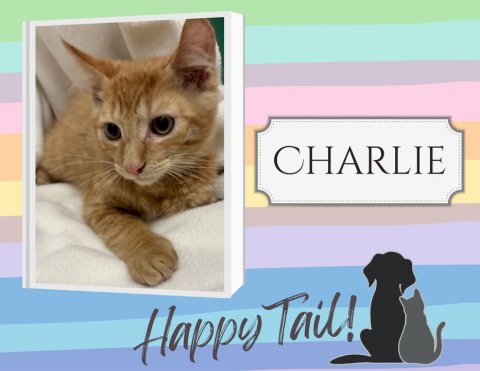 Cat, Kitten, Pet. Text: CHARLIE Happy Tail!
