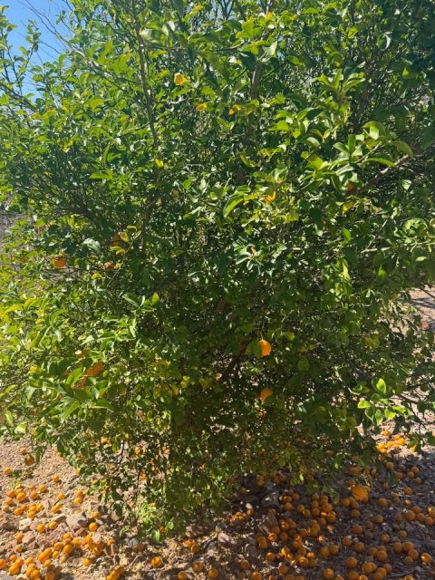 Vegetation, Fruit, Bush.