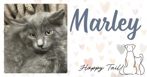Cat, Pet, Kitten. Text: Marley