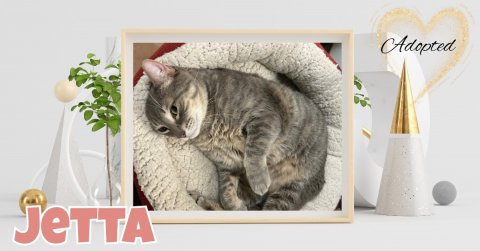 Hat, Cat, Jar. Text: Adopted