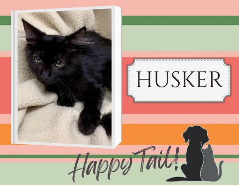 Cat, Mammal, Pet. Text: HUSKER Happy Tail!