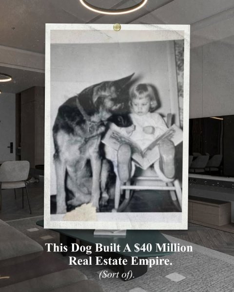 Photography, Portrait, Chair. Text: This Dog Built A $40 Million Real Estate Empire. (Sort of).