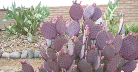 Cactus, Plant.