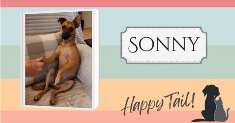 Canine, Dog, Pet. Text: SONNY Happy Tail!