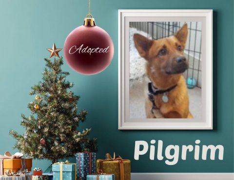 Tree, Dog, Christmas Decorations. Text: Adopted Pilgrim
