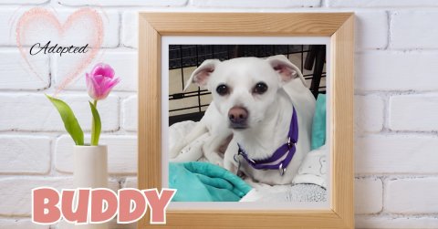 Canine, Dog, Crib. Text: Adopted BUDDY