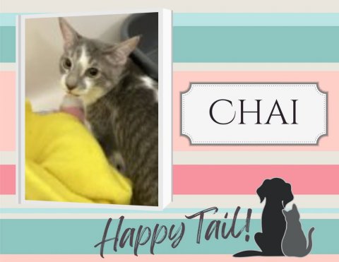 Cat, Pet, Kitten. Text: CHAI Happy Tail!