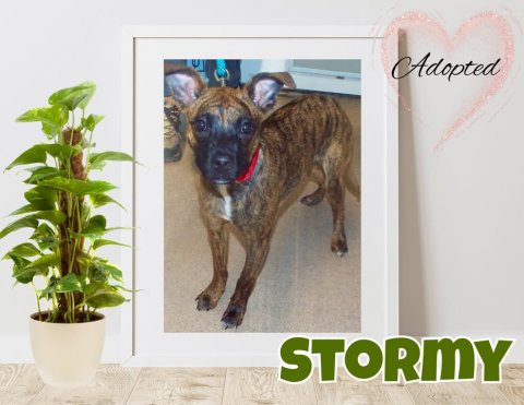 Plant, Potted Plant, Dog. Text: Adopted STORMY