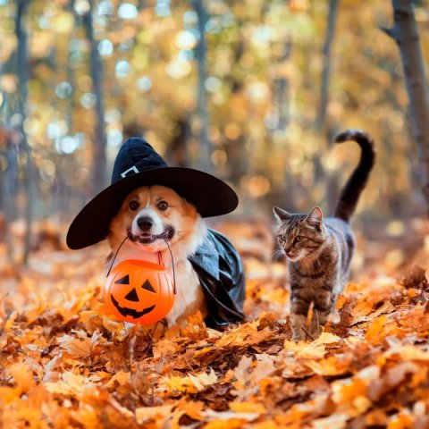 Cat, Festival, Autumn.