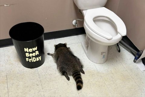 Rat, Indoors, Toilet. Text: New BeeR FriDay