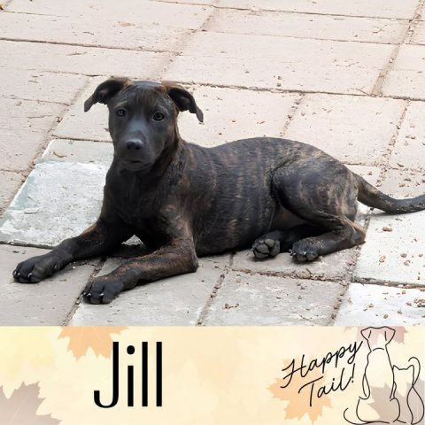 Canine, Dog, Pet. Text: Jill Happy Tail!