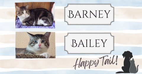Cat, Kitten, Dog. Text: BARNEY BAILEY Happy Tail!