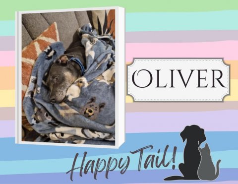 Canine, Dog, Pet. Text: OLIVER Happy Tail!