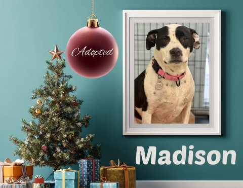 Dog, Tree, Christmas Decorations. Text: Adopted Madison