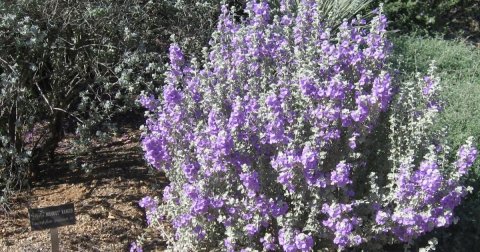 Vegetation, Purple, Herbal.