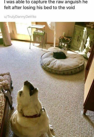 Handbag, Flooring, Furniture. Text: I was able to capture the raw languish he felt after losing his bed to the void u/TrulyDannyDeVito