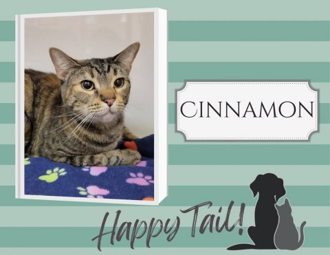 Greeting Card, Cat, Pet. Text: CINNAMON Happy Tail!