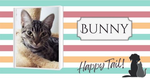 Cat, Pet, Book. Text: BUNNY Happy Tail!