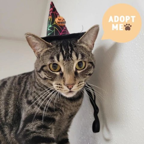 Hat, Cat, Pet. Text: ADOPT ME