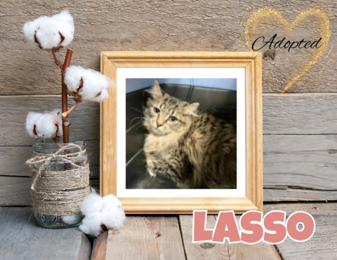 Painting, Cat, Bird. Text: Adopted LASSO