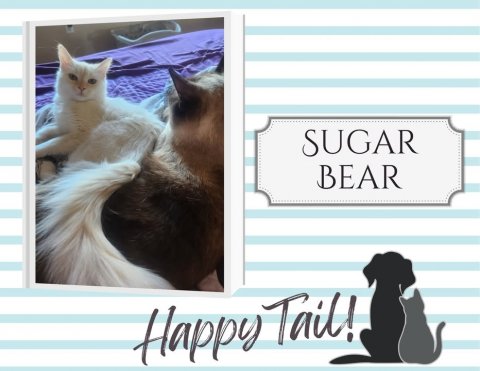 Cat, Mammal, Pet. Text: SUGAR BEAR Happy Tail!