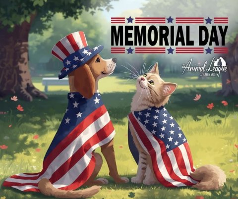 American Flag, Grass, Cat. Text: MEMORIAL DAY