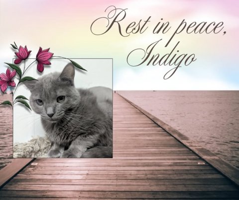 Waterfront, Pier, Port. Text: Rest in peace, Indigo
