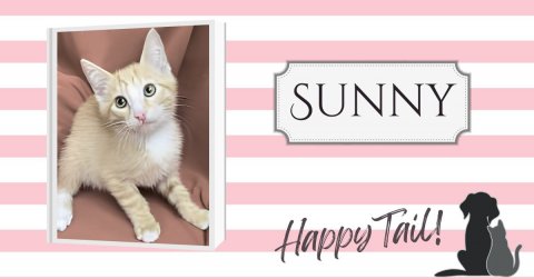 Cat, Kitten, Pet. Text: SUNNY Happy Tail!