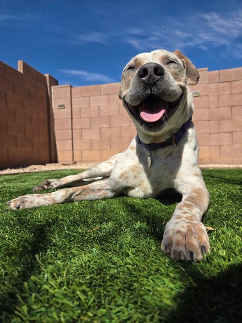 Grass, Backyard, Dog.