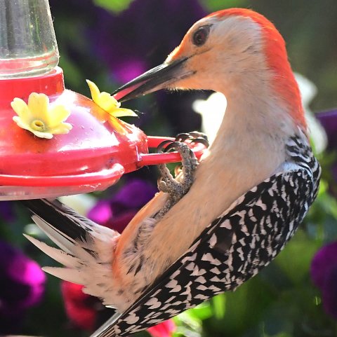 Attached photo.