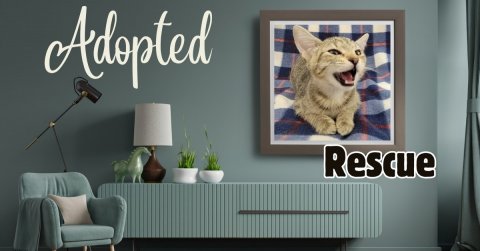 Interior Design, Lamp, Cat. Text: Adopted Rescue