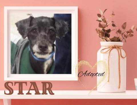 Greeting Card, Jar, Potted Plant. Text: Adopted STAR