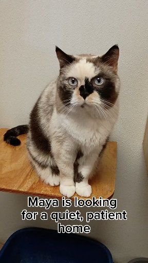 Cat, Mammal, Pet. Text: Maya is looking for a quiet, patient home