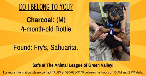 Dog, Advertisement, Puppy. Text: DO I BELONG TO YOU? Charcoal: (M) 4-month-old Rottie Found: Fry's, Sahuarita. Safe at The Animal League of Green Valley! For more information, please contact TALGV at 520-625-3170 between the hours of 10 AM and 2 PM daily.
