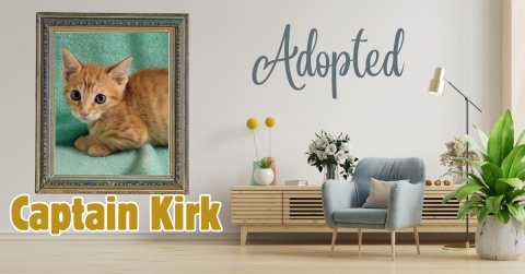 Potted Plant, Cat, Painting. Text: Adopted Captain Kirk