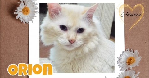 Daisy, Flower, Angora. Text: Adopted ORION