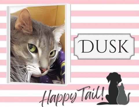Greeting Card, Cat, Pet. Text: DUSK Happy Tail!