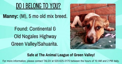 Hound, Advertisement, Poster. Text: DO I BELONG TO YOU? Manny: (M), 5 mo old mix breed. Found: Continental &amp; Old Nogales Highway Green Valley/Sahuarita. Safe at The Animal League of Green Valley! For more information, please contact TALGV at 520-625-3170 between the hours of 10 AM and 2 PM daily.
