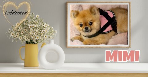 Canine, Dog, Pet. Text: Adopted MIMI