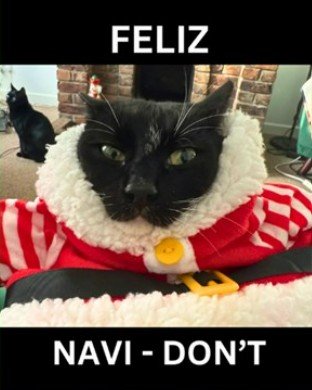 Animal, Cat, Pet. Text: FELIZ