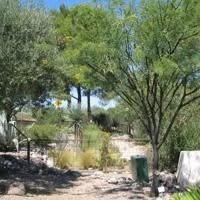 Grove, Tree, Vegetation.