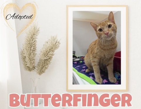 Greeting Card, Cat, Pet. Text: Adopted