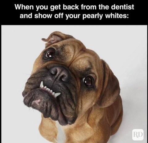 Boxer, Bulldog, Dog. Text: When you get back from the dentist and show off your pearly whites: RD