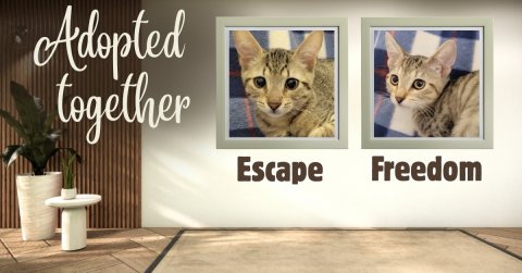 Plant, Cat, Blackboard. Text: Adopted together Escape Freedom