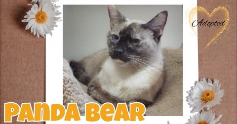 Daisy, Flower, Cat. Text: Adopted