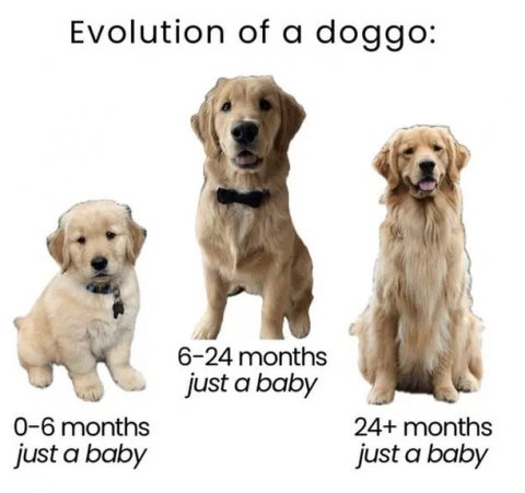 Canine, Dog, Golden Retriever. Text: Evolution of a doggo: 6-24 months just a baby 0-6 months 24+ months just a baby just a baby